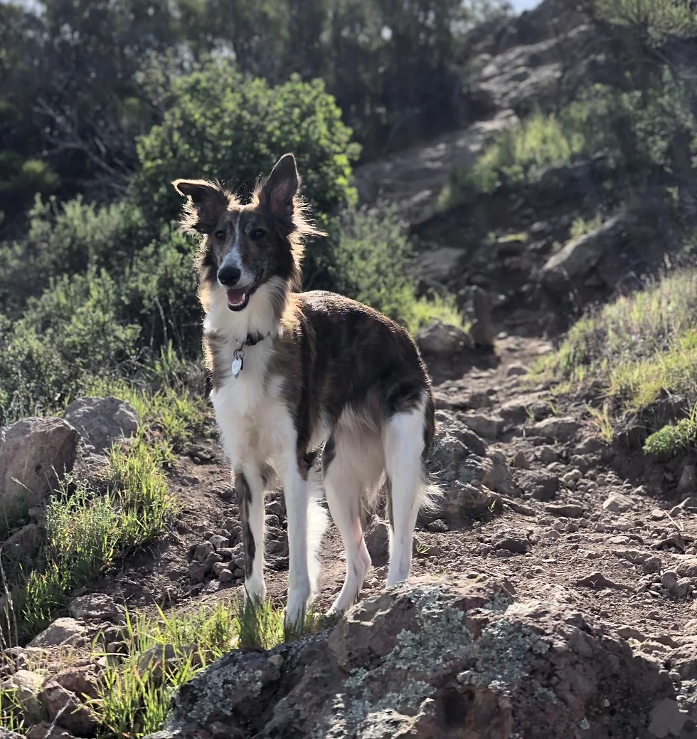 A long-haired brown and white dog stands alert on a rocky dirt trail surrounded by green shrubs.